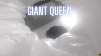Giantess Crew- Shay – Giant Queen.webp