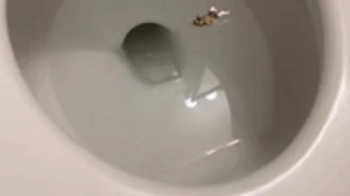 toilet fetish - Disguised as a Roach – Worshiping the Toilet of Giantess MXDominion, femdom, shrinking fetish. giantes.webp