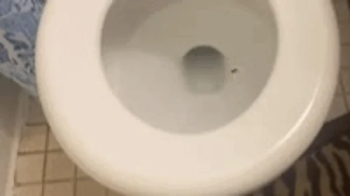 toilet fetish - Disguised as a Roach – Worshiping the Toilet of Giantess MXDominion, femdom, shrinking fetish. giantes.webp