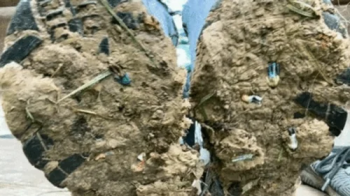 Whole family disappears in muddy shoes HD.webp