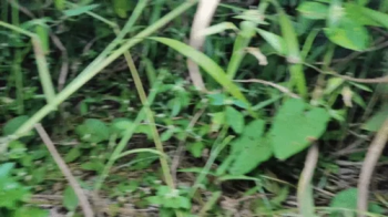 Tiny men hide from their giant mistress but are found and crushed (1).webp