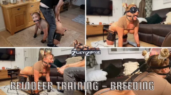 Reindeer Training - Breeding Prep, Dildo suck and fuck insemination.webp