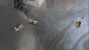 Unaware Giantess - Tinies Disguised as Roaches Hide in the Garbage, Shrinking Fetish, Giantess, Femdom 1080.webp