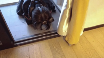 mz12 - Latex-bound puppy vibrates to reach orgasm.webp